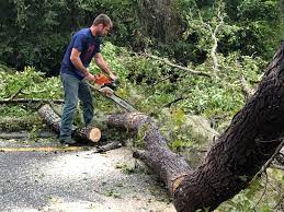 How Our Tree Care Process Works  in  Overland Park, KS