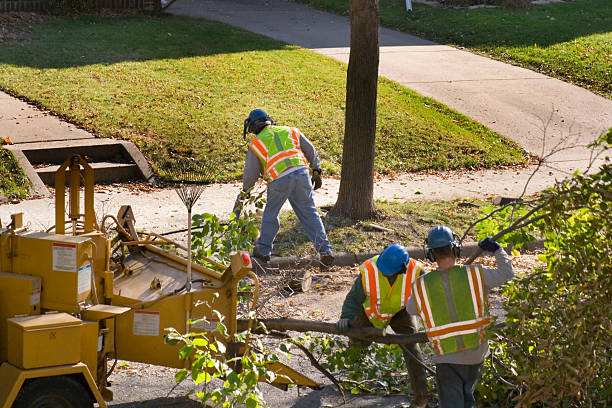 Best Tree Maintenance Programs  in Overland Park, KS