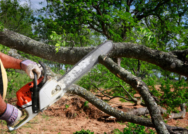 Best Commercial Tree Services  in Overland Park, KS